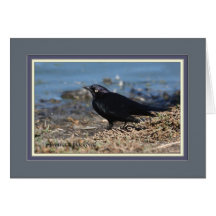 Blackbird_6195 de cervecero tarjeta