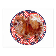 Blanco de Pomeranian y azul rojos Tarjetas Postales