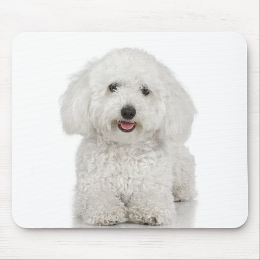 Blanco del perro maltés tapetes de raton