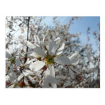 blanco-flor-en-Bush Tarjeta Postal
