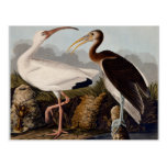 Blanco Ibis de Audubon Tarjetas Postales