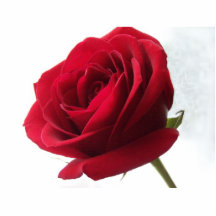 Blanco rojo y un Pin color de rosa de la escultura Escultura Fotográfica