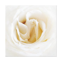 Blanquea rosa - Snowy Lienzo Envuelto Para Galerias