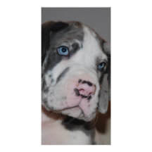Blaue Augen Doggenwelpe Tarjetas Fotográficas