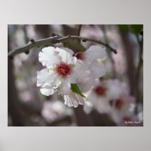 Blooming3 Impresiones