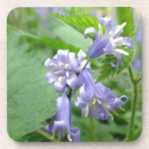 Bluebell - parque del país de Trottiscliffe Posavaso
