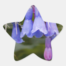 Bluebells Calcomanias Forma De Estrella