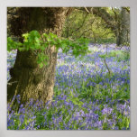 Bluebells de la IMPRESIÓN en la impresión BRITÁNIC posters