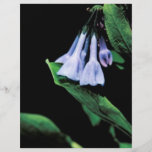 Bluebells de Virginia Tarjetas Informativas