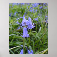 Bluebells ingleses impresiones