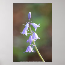 bluebells posters