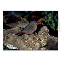 Bluebilled Firefinch Felicitaciones