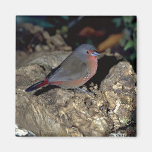 Bluebilled Firefinch Imanes De Nevera