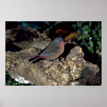 Bluebilled Firefinch Poster