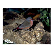 Bluebilled Firefinch Tarjetas Postales