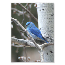 Bluebird de la montaña impresión fotográfica