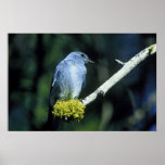 Bluebird de la montaña posters