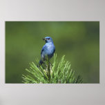 Bluebird de la montaña posters