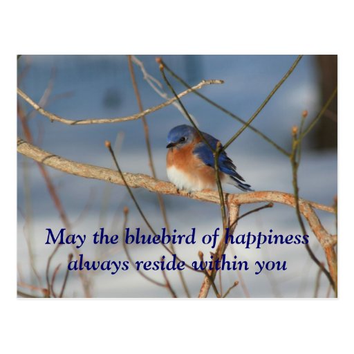 Bluebird de la postal de la naturaleza de la felic