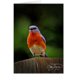 Bluebird del este en tarjeta de felicitación de la