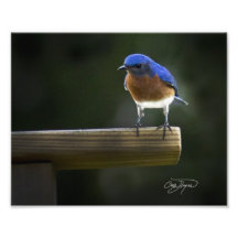 Bluebird del este que vigila - foto