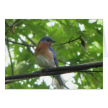 Bluebird en el alambre tarjeton