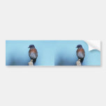 Bluebird occidental etiqueta de parachoque