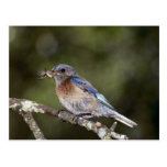 Bluebird occidental, mexicana del Sialia, con la a Postal