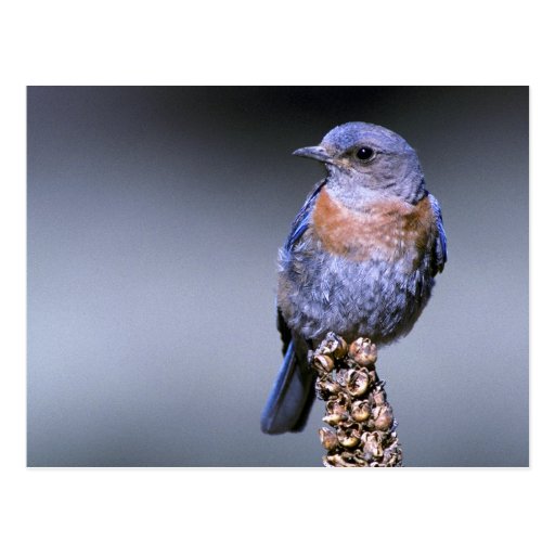 Bluebird occidental postal