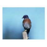 Bluebird occidental postales