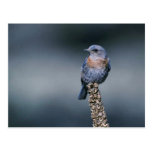 Bluebird occidental tarjeta postal