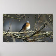 Bluebird Poster