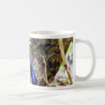 Bluebirds 3 tazas