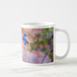 Bluebirds Tazas De Café