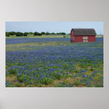 Bluebonnets y un granero rojo posters