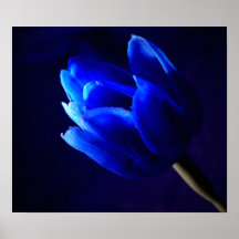 bluetulip posters