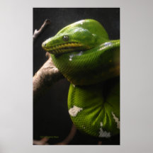 Boa esmeralda del árbol poster
