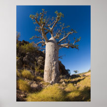 boab, kimberley poster