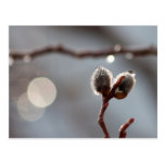 Bokeh hermoso tarjetas postales