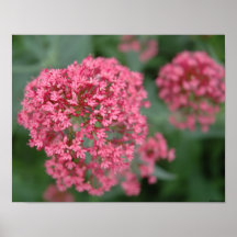 Bolas rosadas de flores impresiones