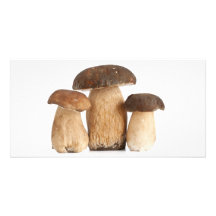 Boleto edulis tarjetas fotograficas 