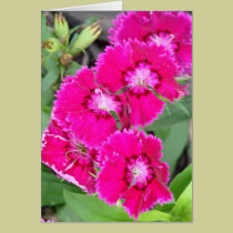 Bonito en flores rosadas tarjetas