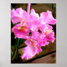 Bonito en orquídeas rosadas poster