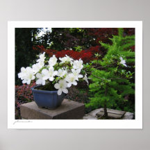 Bonsais de la azalea poster