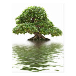 Bonsais del Ficus Tarjeta Postal