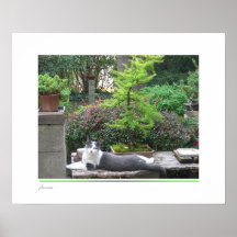 Bonsais y gato posters
