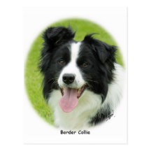 Border collie 9A14D-25 Postal