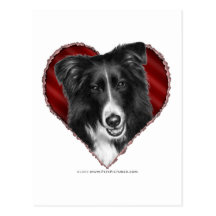 Border collie con el corazón postal