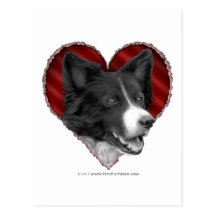 Border collie con el corazón postales