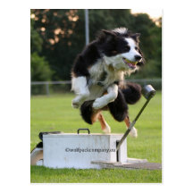 border collie en el flyball tarjetas postales